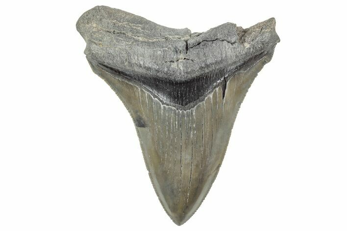 Serrated, Fossil Megalodon Tooth - South Carolina #236323